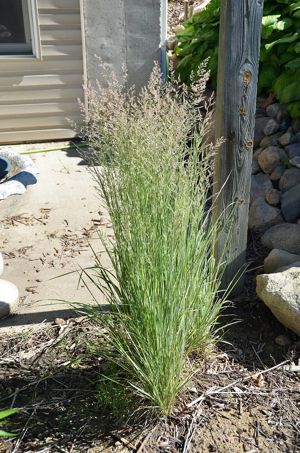 Rózsaszín-fehér nádtippan / Calamagrostis x acutiflora 'Overdam'