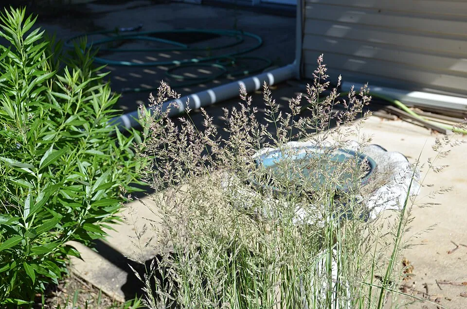 Rózsaszín-fehér nádtippan / Calamagrostis x acutiflora 'Overdam'