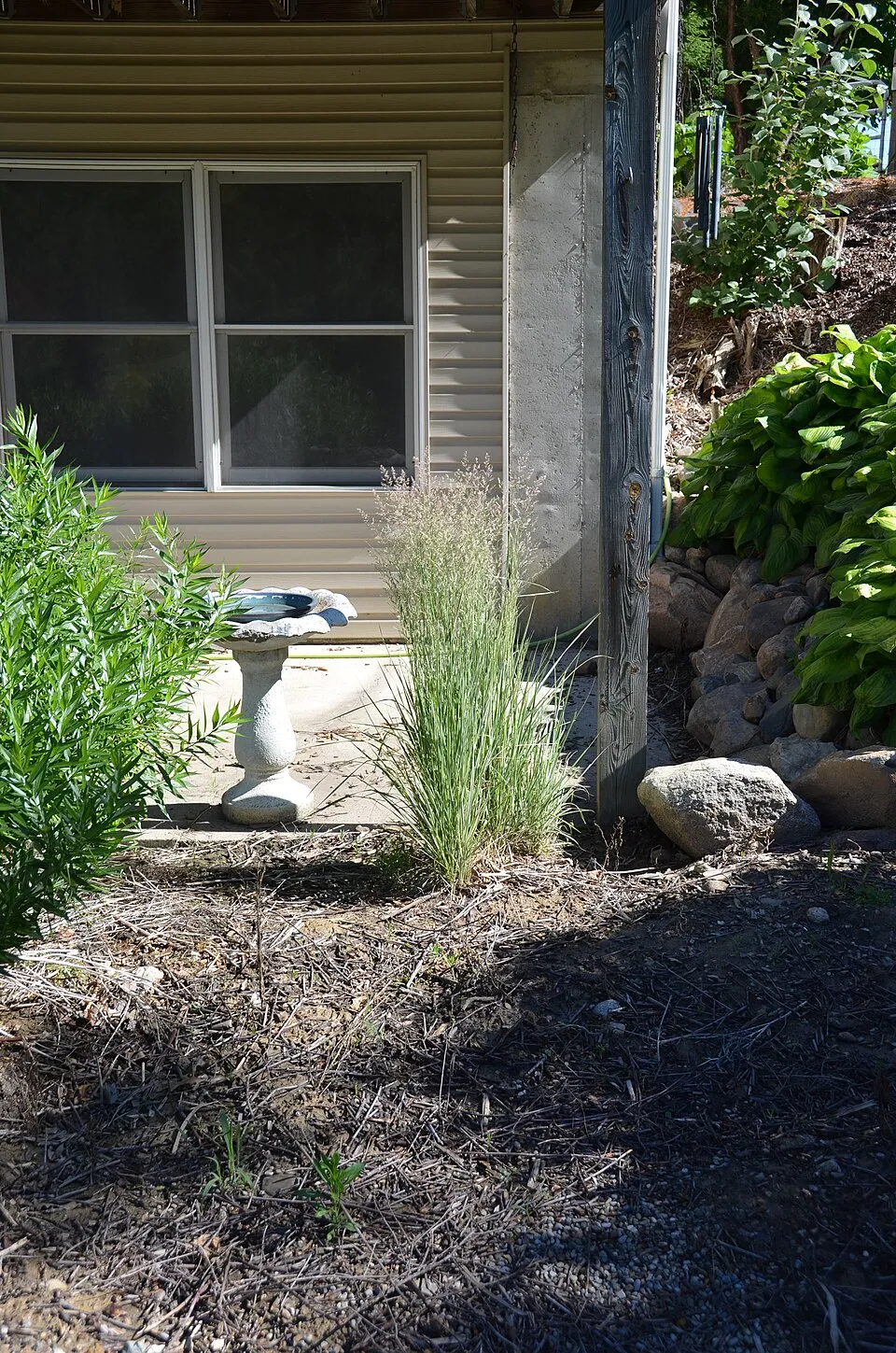 Rózsaszín-fehér nádtippan / Calamagrostis x acutiflora 'Overdam'