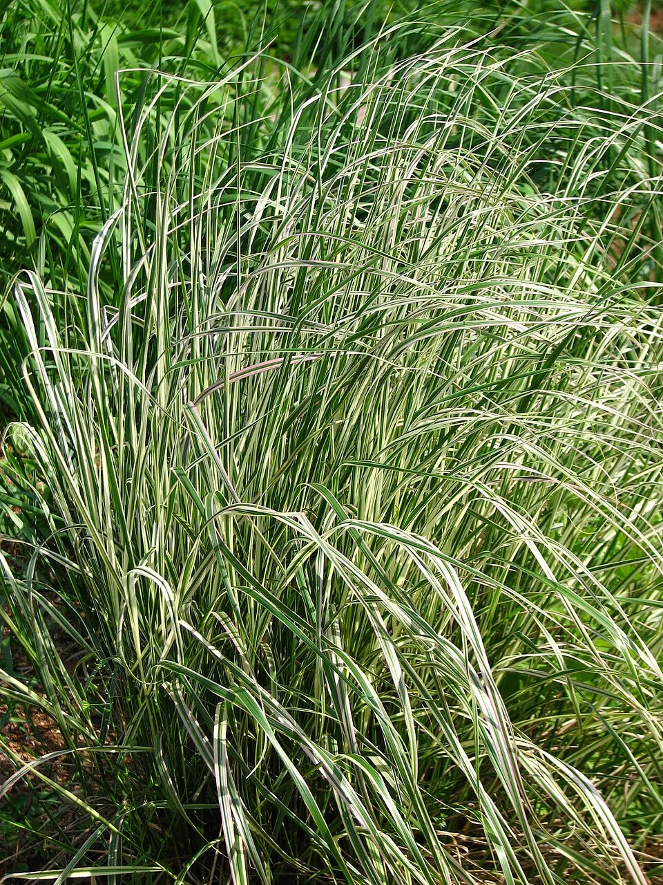 Rózsaszín-fehér nádtippan / Calamagrostis x acutiflora 'Overdam'