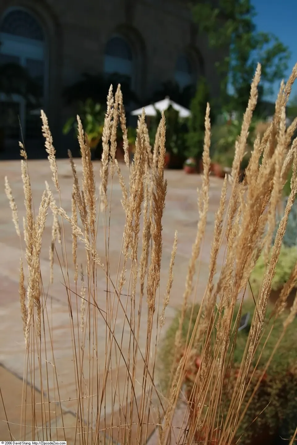 Rózsaszín-fehér nádtippan / Calamagrostis x acutiflora 'Overdam'