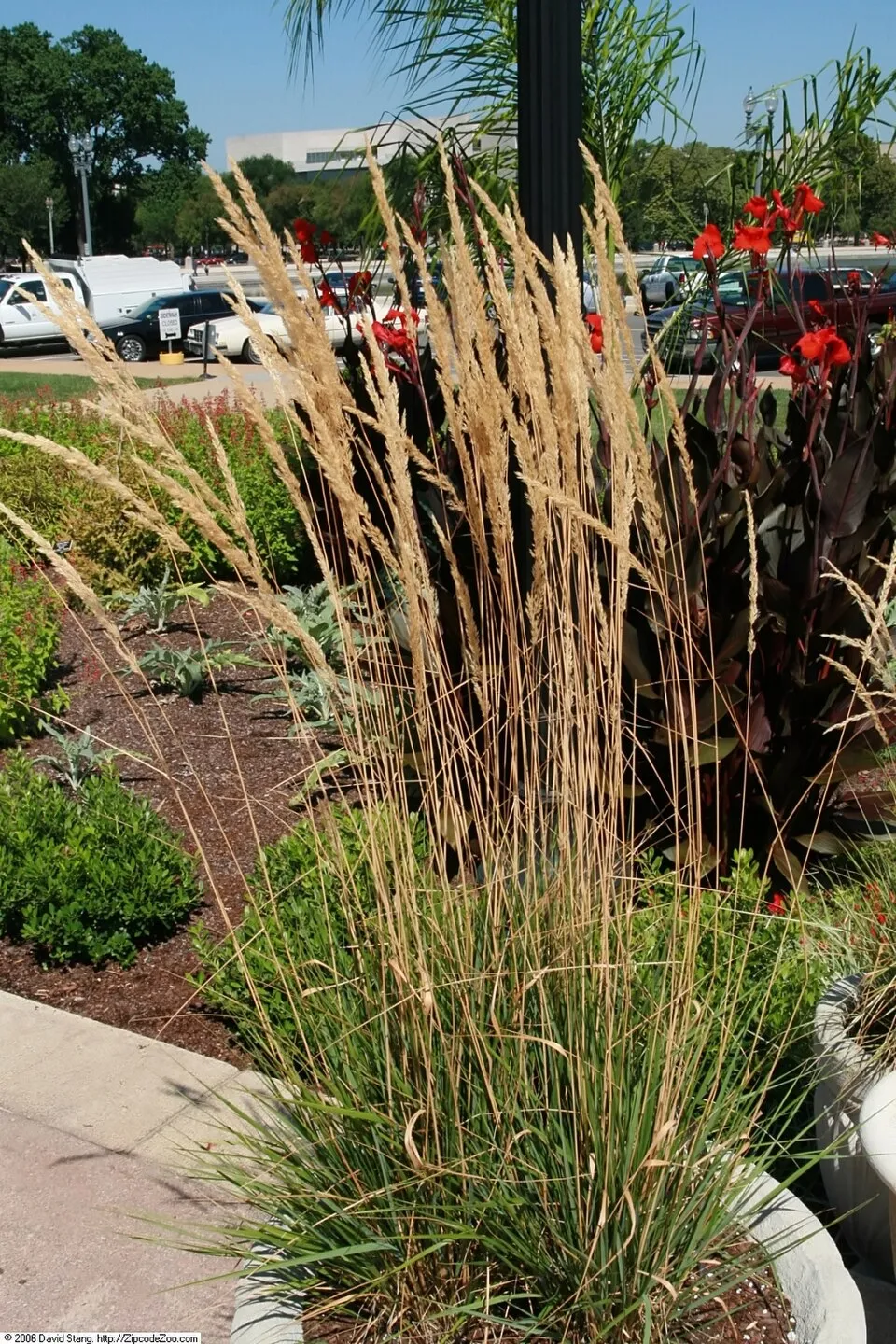 Rózsaszín-fehér nádtippan / Calamagrostis x acutiflora 'Overdam'