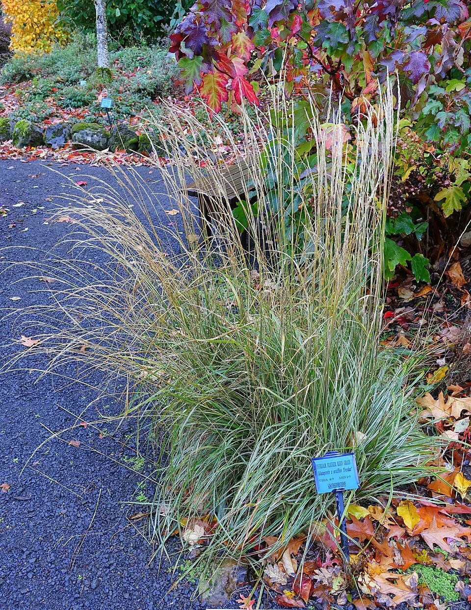 Rózsaszín-fehér nádtippan / Calamagrostis x acutiflora 'Overdam'