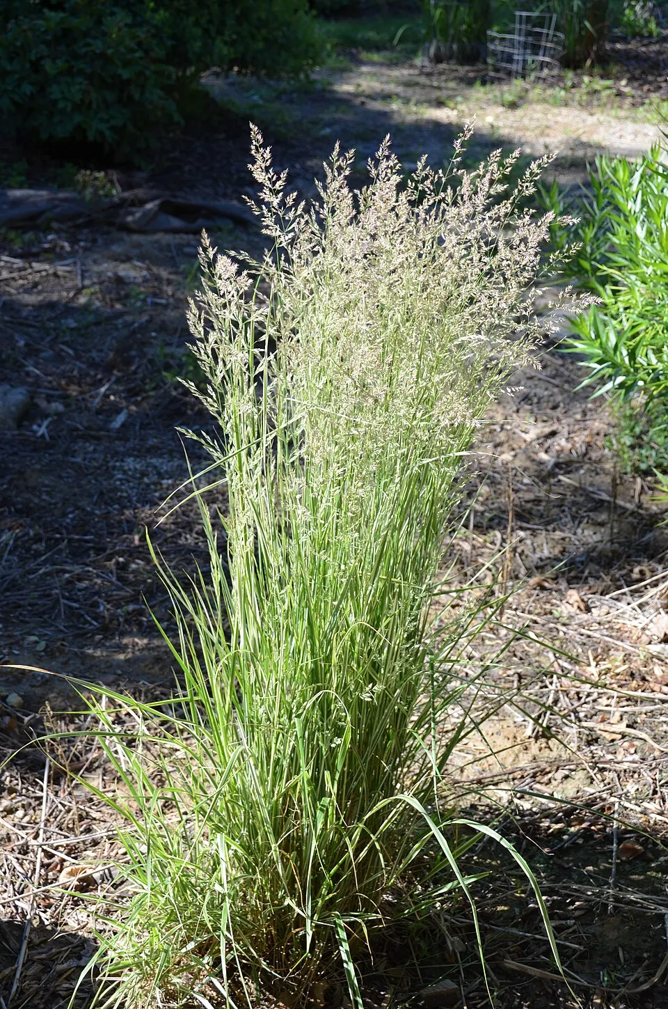 Rózsaszín-fehér nádtippan / Calamagrostis x acutiflora 'Overdam'