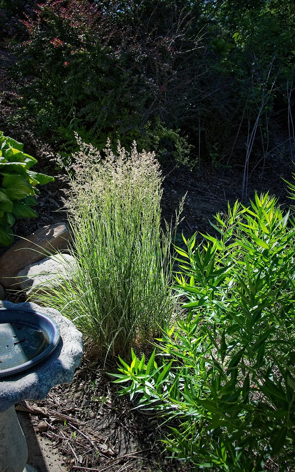 Rózsaszín-fehér nádtippan / Calamagrostis x acutiflora 'Overdam'