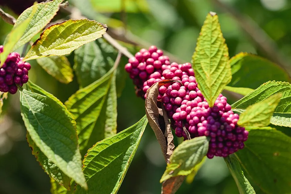 Kínai lilabogyó / Callicarpa bodinieri 'Profusion'