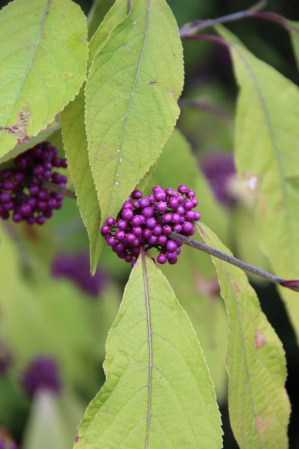 Kínai lilabogyó / Callicarpa bodinieri 'Profusion'