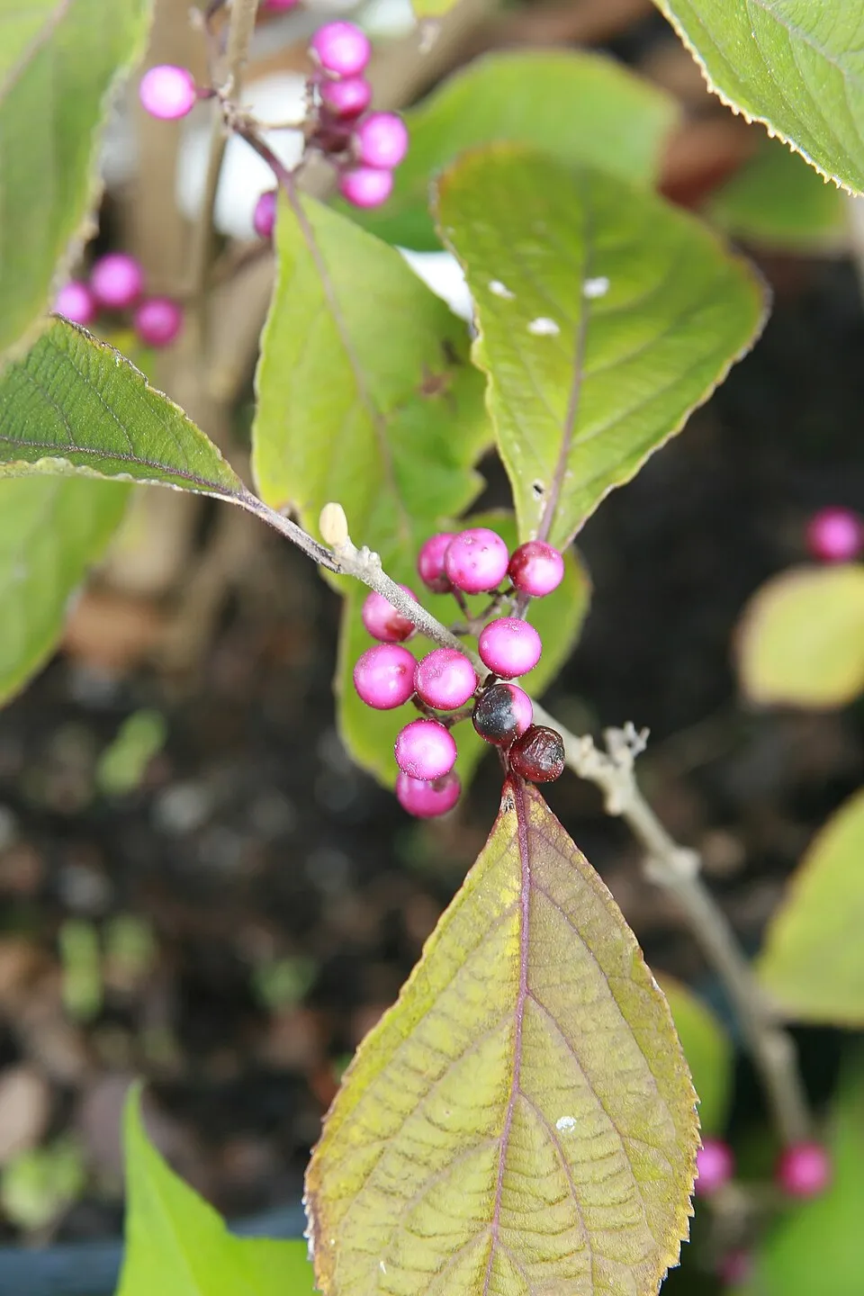 Kínai lilabogyó / Callicarpa bodinieri 'Profusion'