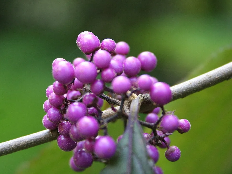 Kínai lilabogyó / Callicarpa bodinieri 'Profusion'