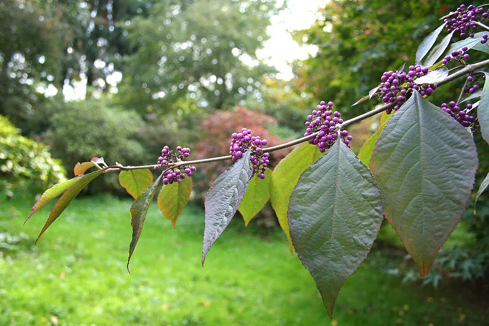 Kínai lilabogyó / Callicarpa bodinieri 'Profusion'