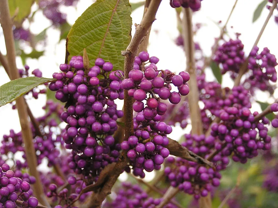 Kínai lilabogyó / Callicarpa bodinieri 'Profusion'