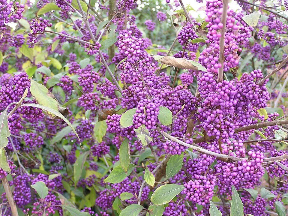 Kínai lilabogyó / Callicarpa bodinieri 'Profusion'