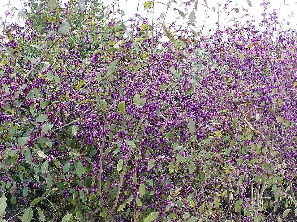 Kínai lilabogyó / Callicarpa bodinieri 'Profusion'