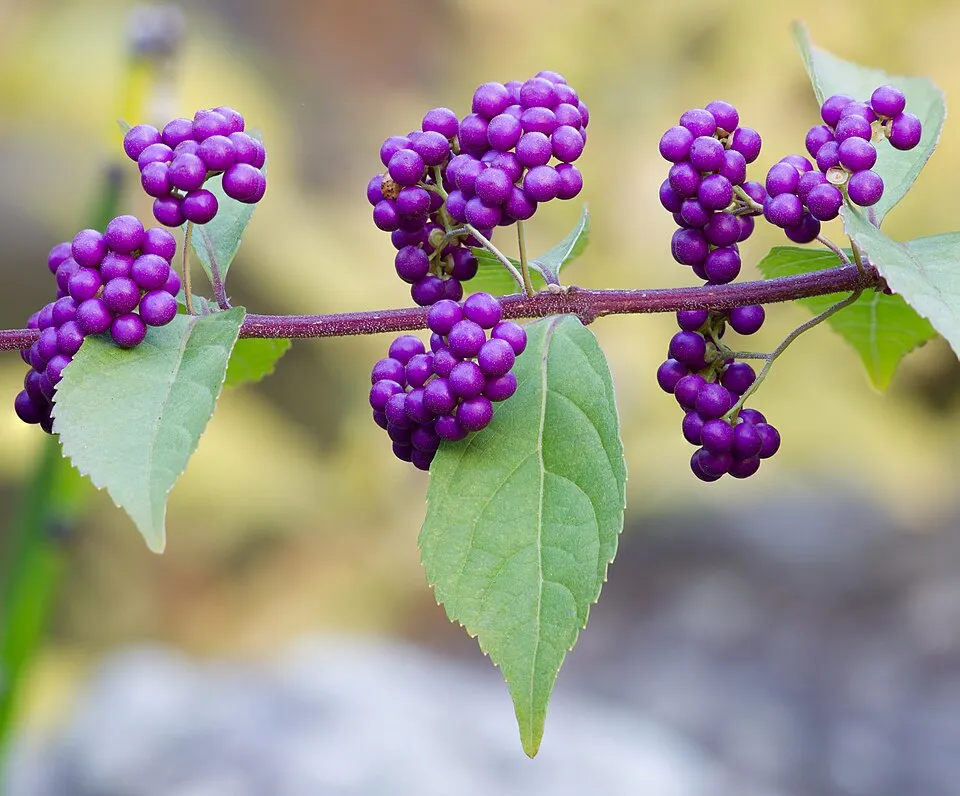 Kínai lilabogyó / Callicarpa bodinieri 'Profusion'