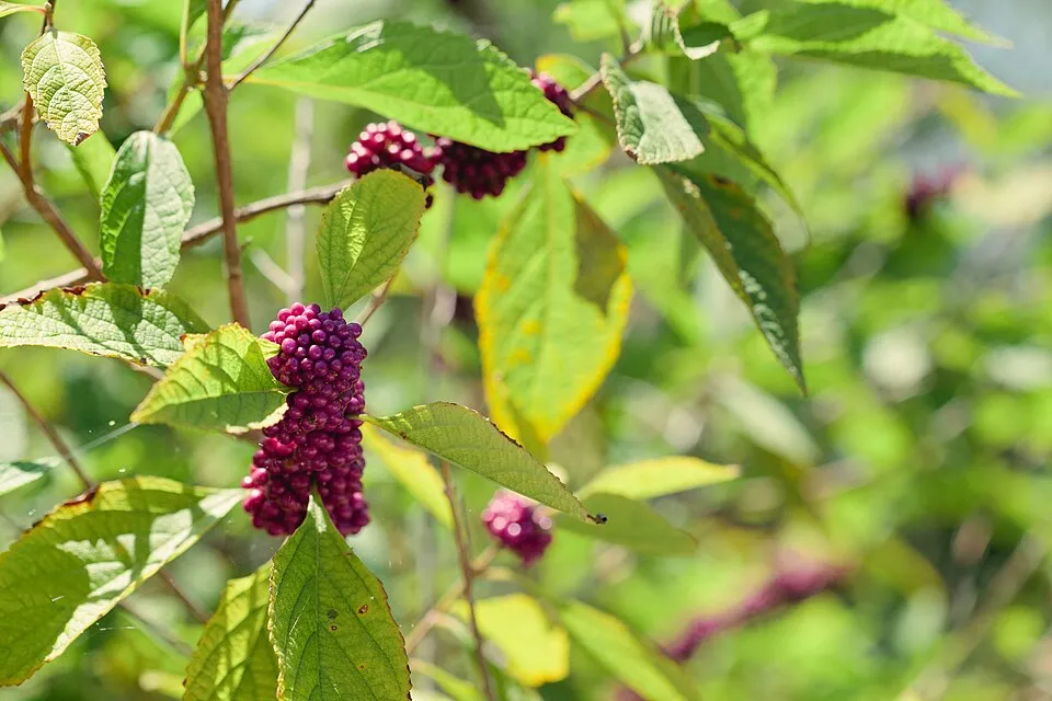 Kínai lilabogyó / Callicarpa bodinieri 'Profusion'