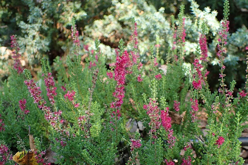 Piros színű csarab / Calluna vulgaris 'Disco Queen'