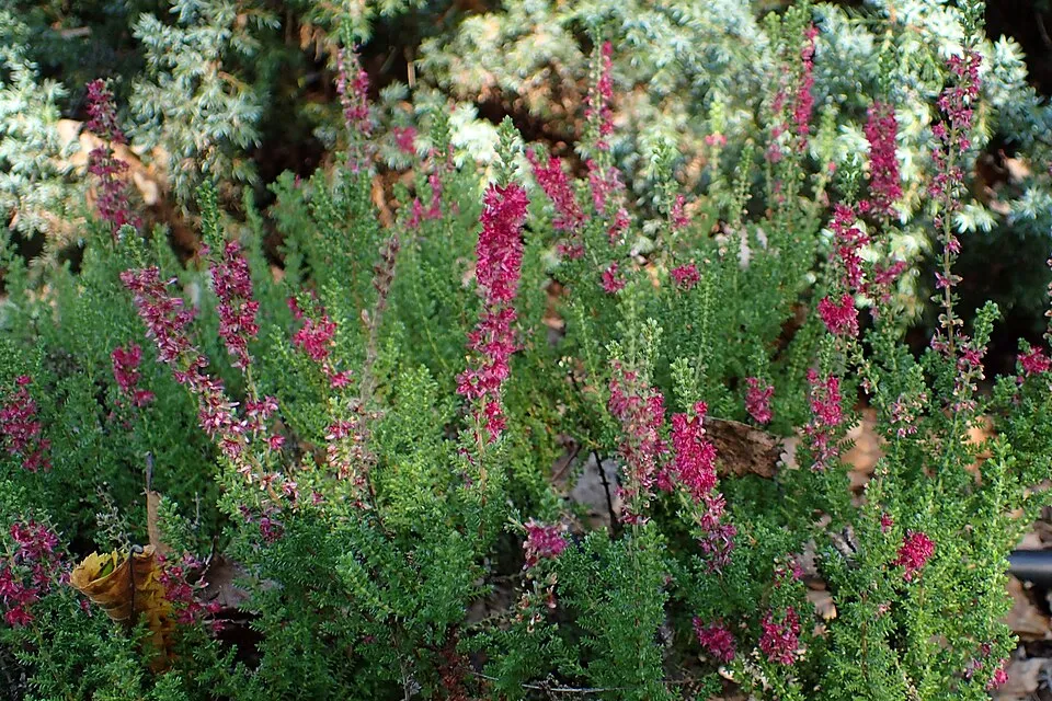 Piros színű csarab / Calluna vulgaris 'Disco Queen'