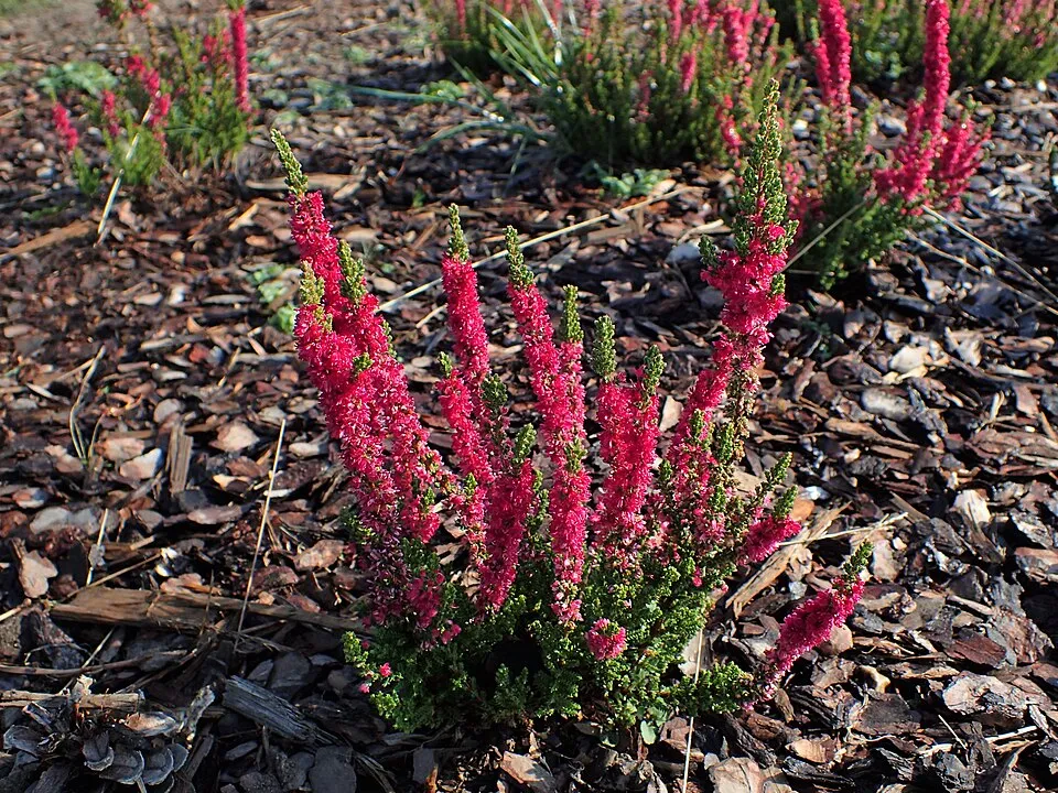 Piros színű csarab / Calluna vulgaris 'Disco Queen'
