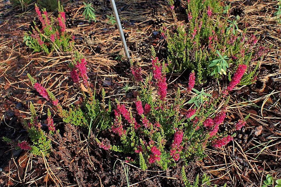 Piros színű csarab / Calluna vulgaris 'Disco Queen'
