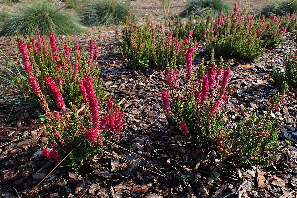 Piros színű csarab / Calluna vulgaris 'Disco Queen'