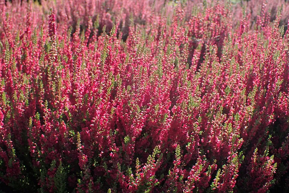 Piros színű csarab / Calluna vulgaris 'Disco Queen'