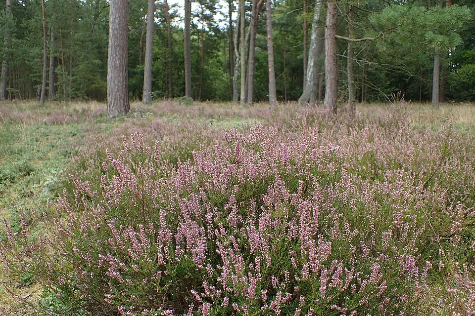 Rubinvörös színű csarab / Calluna vulgaris 'Red Pimpernel'