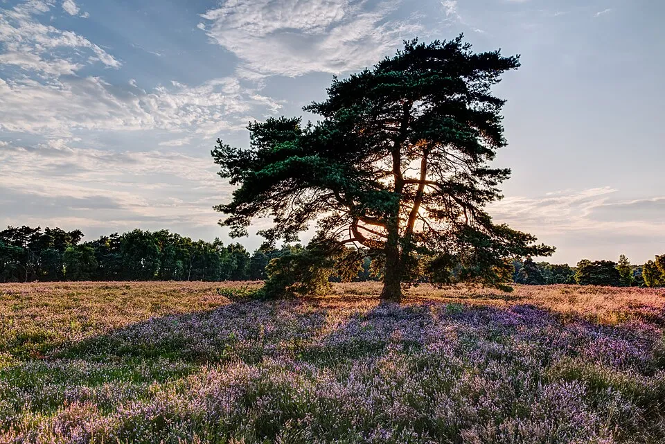Rubinvörös színű csarab / Calluna vulgaris 'Red Pimpernel'