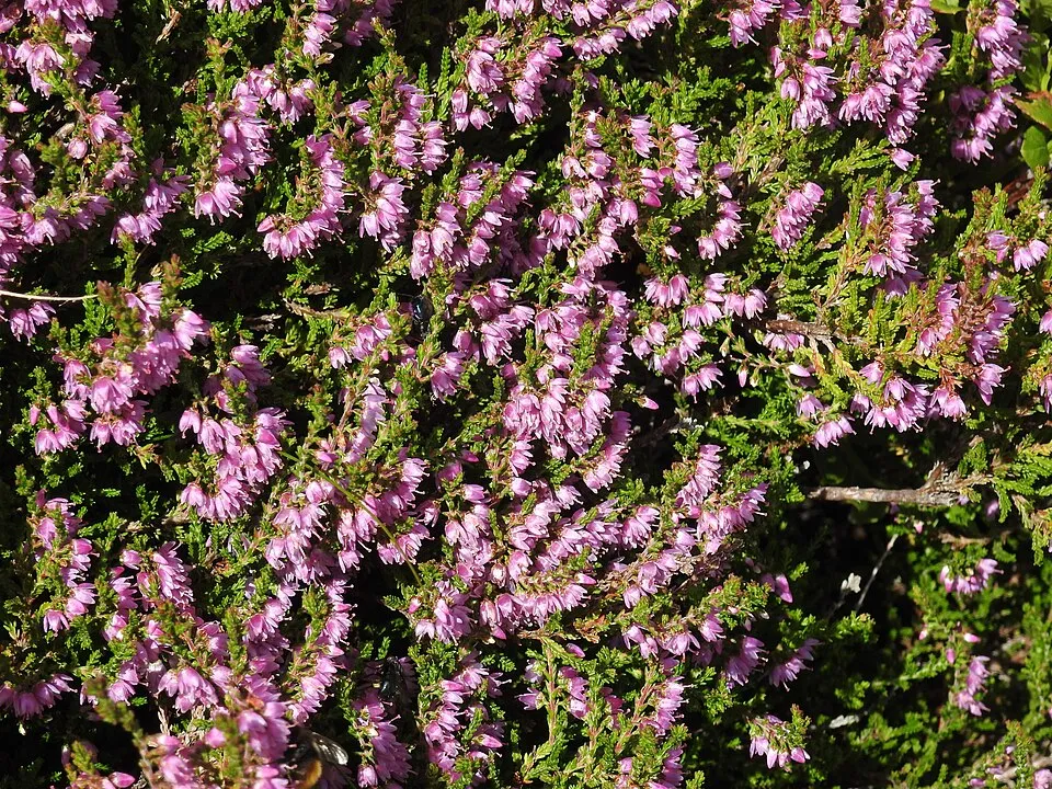 Rubinvörös színű csarab / Calluna vulgaris 'Red Pimpernel'