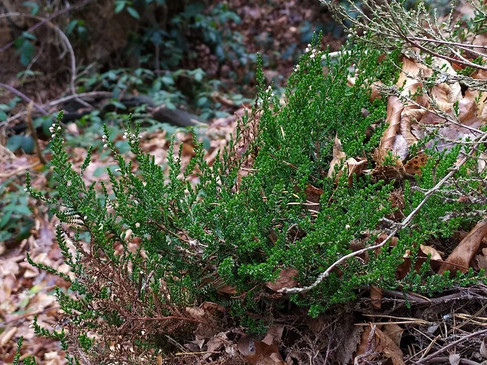 Rubinvörös színű csarab / Calluna vulgaris 'Red Pimpernel'