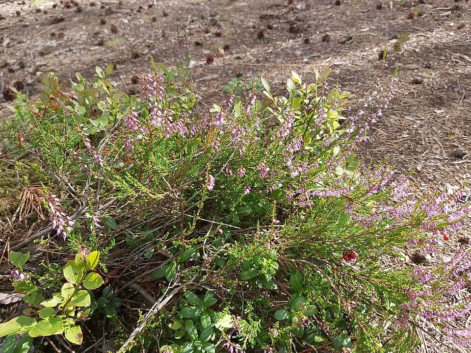 Lilás-rózsaszín szinű csarab / Calluna vulgaris 'Sonja'