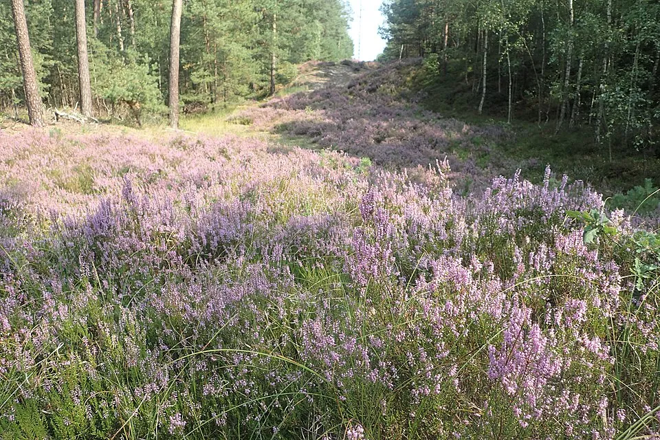 Lilás-rózsaszín szinű csarab / Calluna vulgaris 'Sonja'