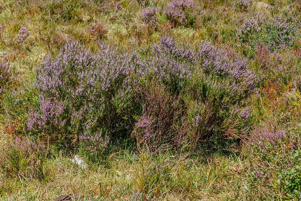 Lilás-rózsaszín szinű csarab / Calluna vulgaris 'Sonja'