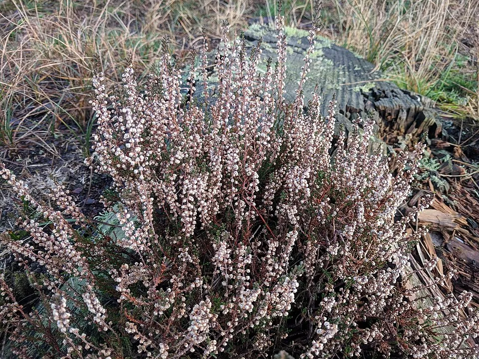 Lilás-rózsaszín szinű csarab / Calluna vulgaris 'Sonja'