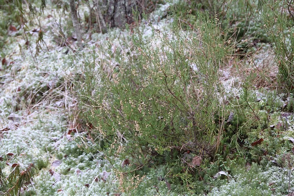 Lilás-rózsaszín szinű csarab / Calluna vulgaris 'Sonja'