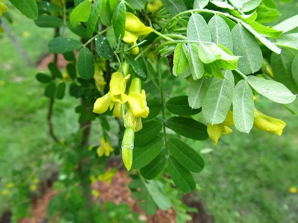 Csüngő borsófa / Caragana arborescens 'Pendula'