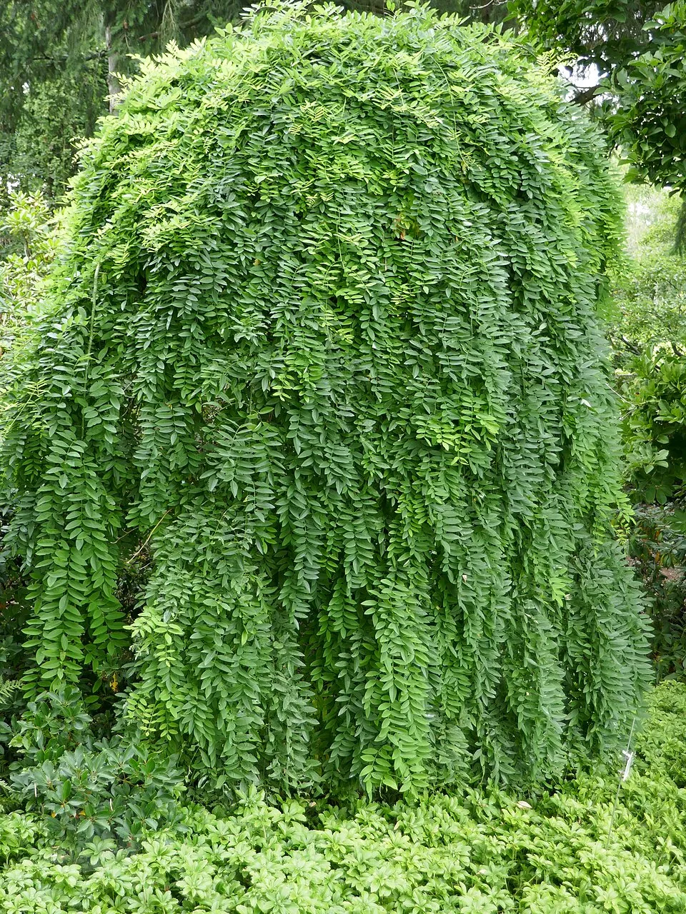 Csüngő borsófa / Caragana arborescens 'Pendula'