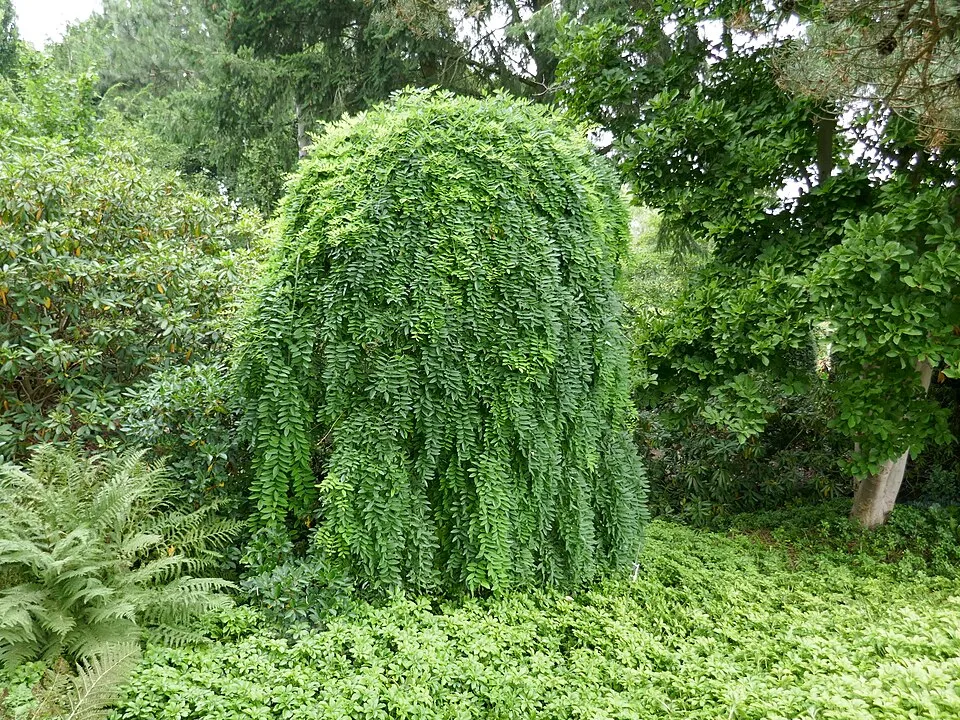 Csüngő borsófa / Caragana arborescens 'Pendula'