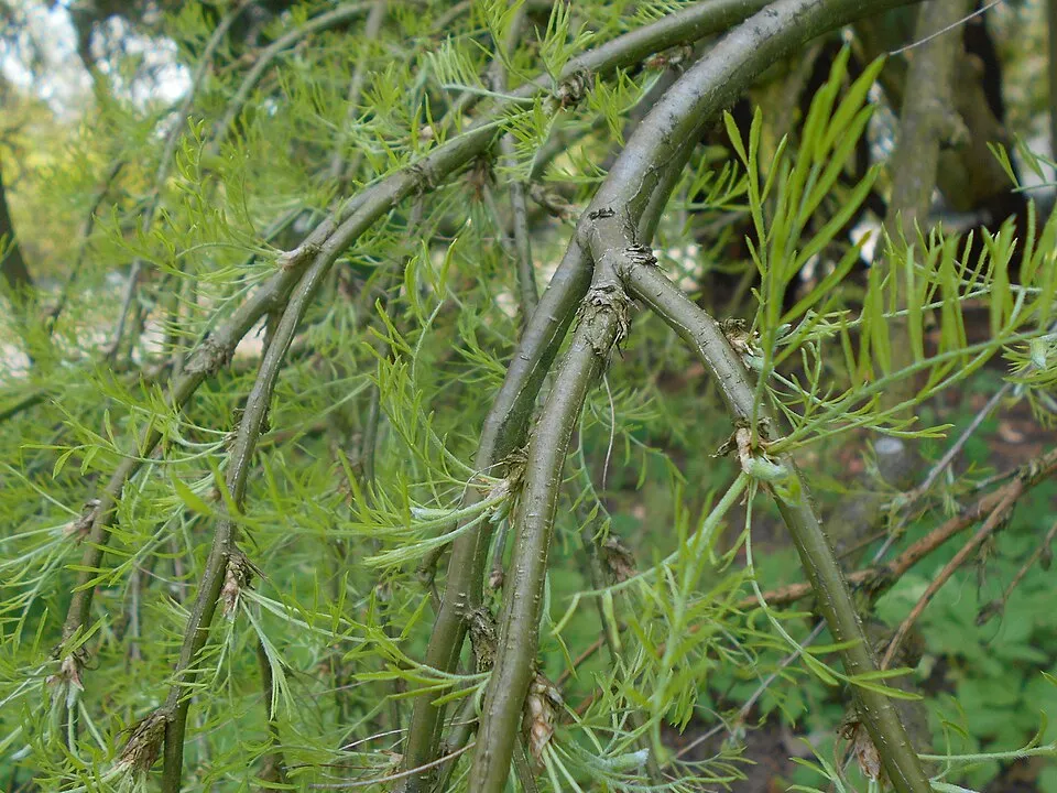 Csüngő borsófa rojtoslevelű / Caragana arborescens 'Walker'