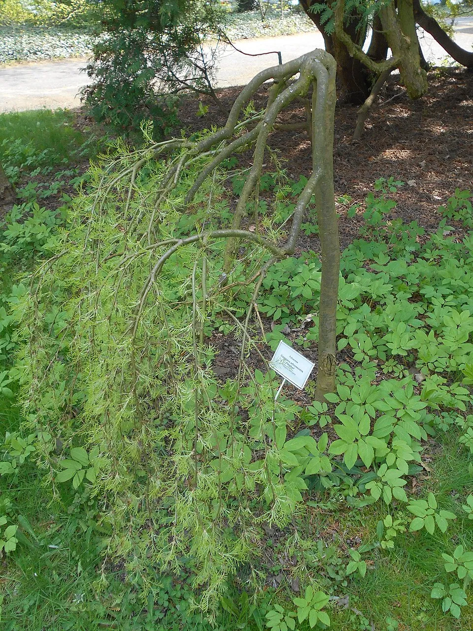 Csüngő borsófa rojtoslevelű / Caragana arborescens 'Walker'
