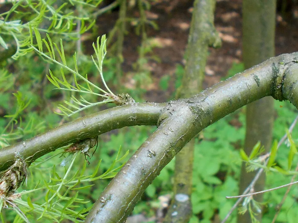 Csüngő borsófa rojtoslevelű / Caragana arborescens 'Walker'
