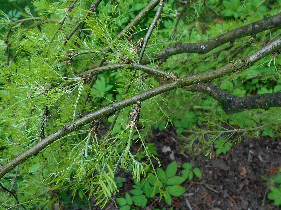 Csüngő borsófa rojtoslevelű / Caragana arborescens 'Walker'