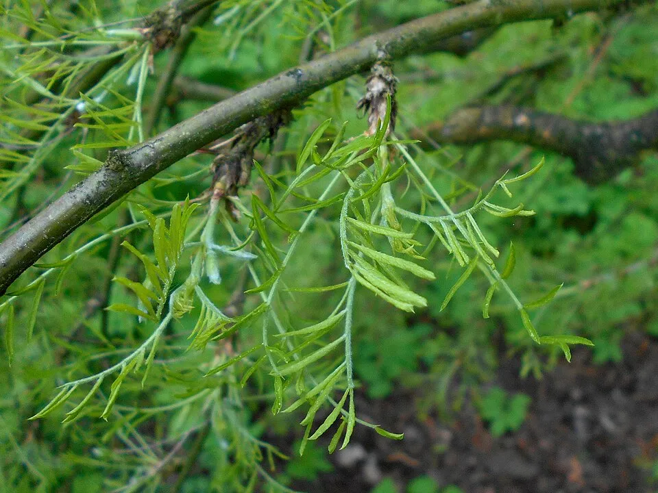 Csüngő borsófa rojtoslevelű / Caragana arborescens 'Walker'