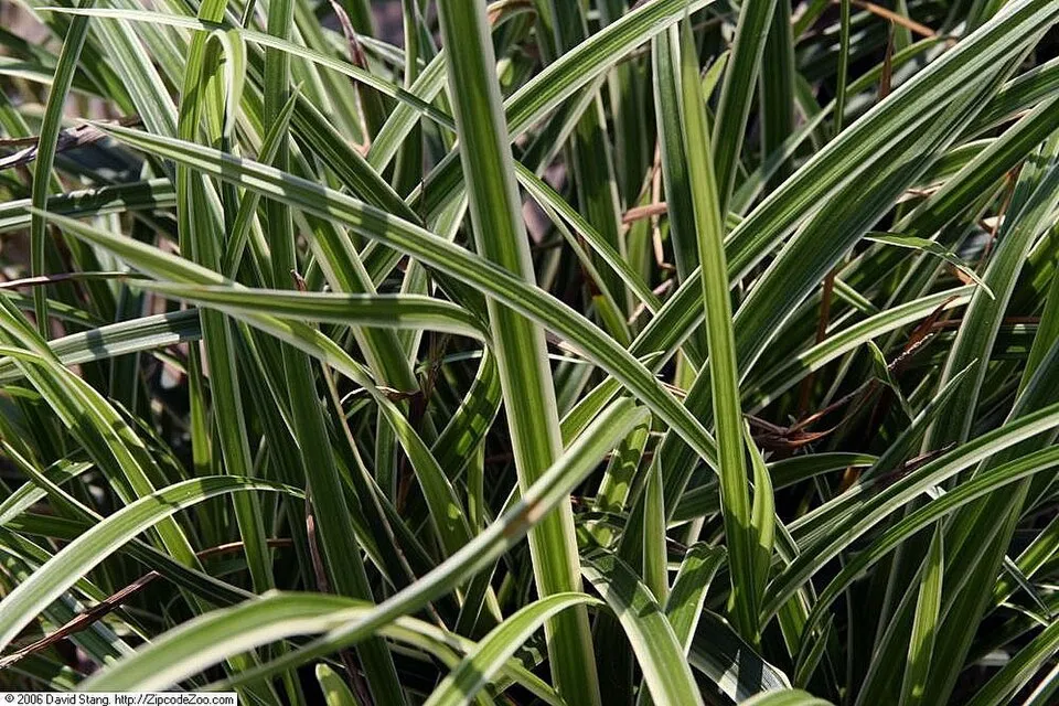 Tarka levelű sás / Carex morrowii 'Ice Dance'