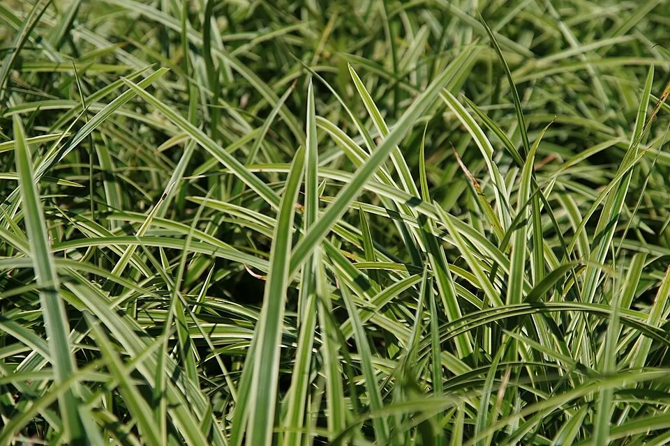 Tarka levelű sás / Carex morrowii 'Ice Dance'