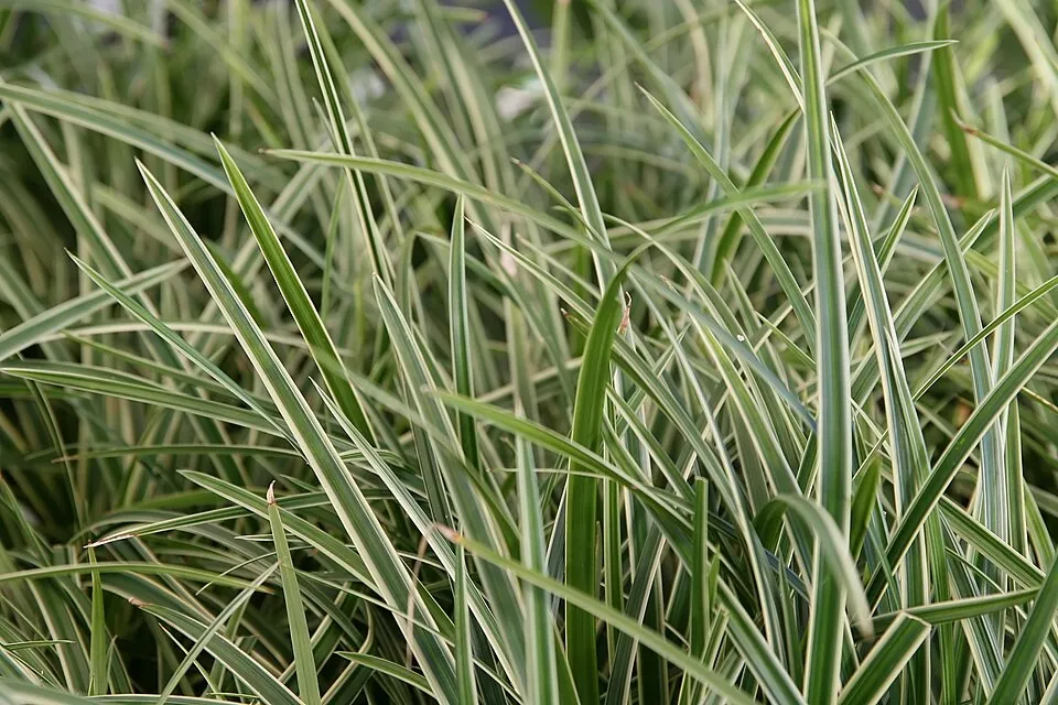 Tarka levelű sás / Carex morrowii 'Ice Dance'