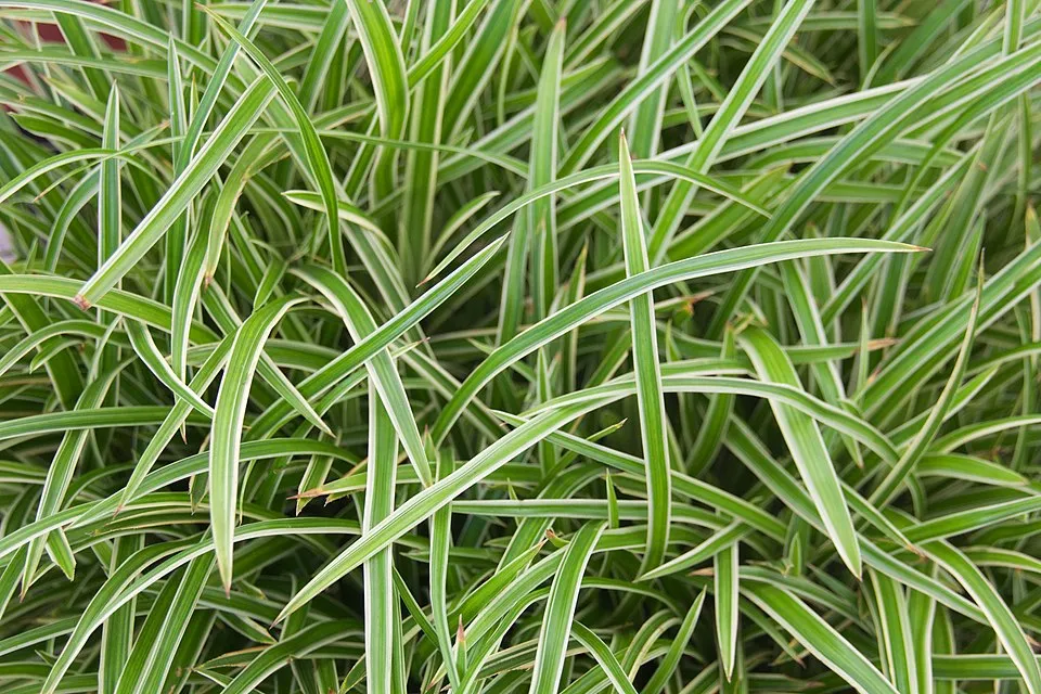 Tarka levelű sás / Carex morrowii 'Ice Dance'