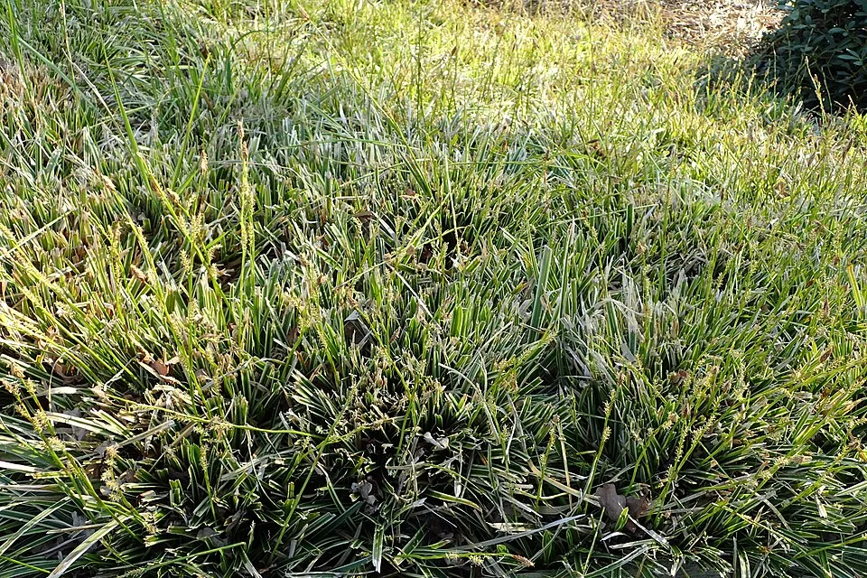 Tarka levelű sás / Carex morrowii 'Ice Dance'