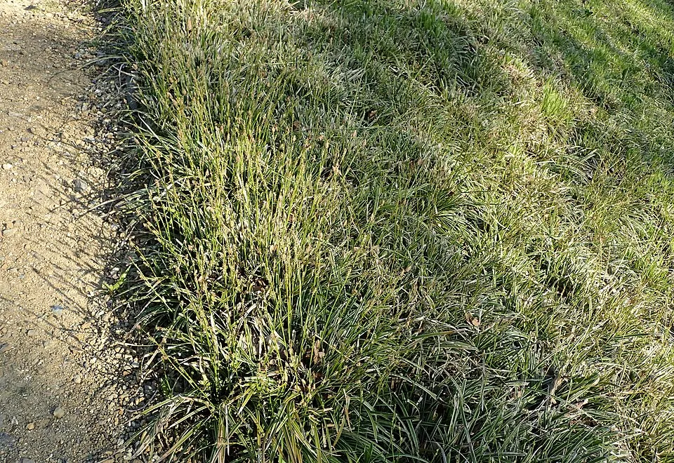 Tarka levelű sás / Carex morrowii 'Ice Dance'