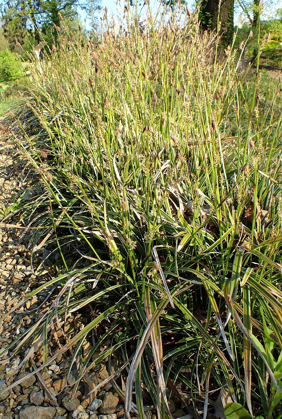 Tarka levelű sás / Carex morrowii 'Ice Dance'