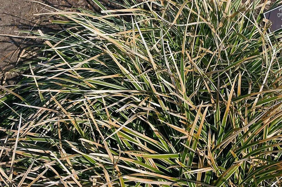 Tarka levelű sás / Carex morrowii 'Ice Dance'